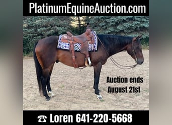 American Quarter Horse, Gelding, 7 years, 15 hh, Bay