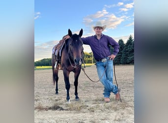 American Quarter Horse, Gelding, 7 years, 15 hh, Bay
