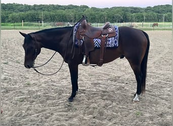 American Quarter Horse, Gelding, 7 years, 15 hh, Bay