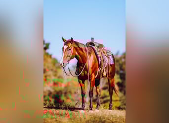 American Quarter Horse, Gelding, 7 years, 15 hh, Bay