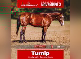 American Quarter Horse, Gelding, 7 years, 15 hh, Bay