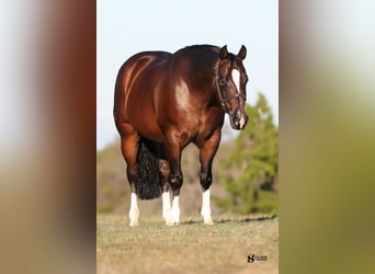 American Quarter Horse, Gelding, 7 years, 15 hh, Bay