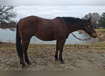 American Quarter Horse, Gelding, 7 years, 15 hh, Bay