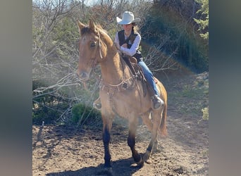 American Quarter Horse, Gelding, 7 years, 15 hh, Brown-Light