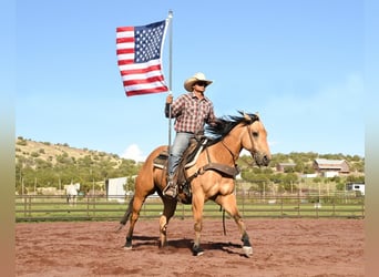 American Quarter Horse, Gelding, 7 years, 15 hh, Buckskin