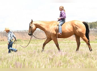 American Quarter Horse, Gelding, 7 years, 15 hh, Buckskin