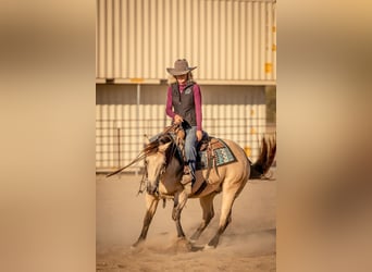 American Quarter Horse, Wallach, 7 Jahre, 15 hh, Buckskin