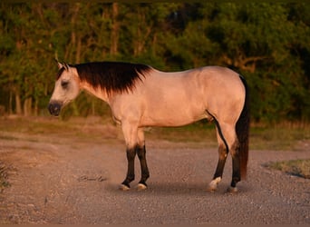 American Quarter Horse, Wallach, 7 Jahre, 15 hh, Buckskin