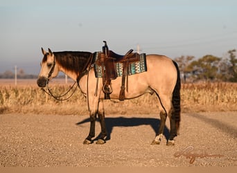 American Quarter Horse, Wallach, 7 Jahre, 15 hh, Buckskin