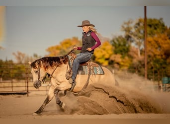 American Quarter Horse, Wallach, 7 Jahre, 15 hh, Buckskin