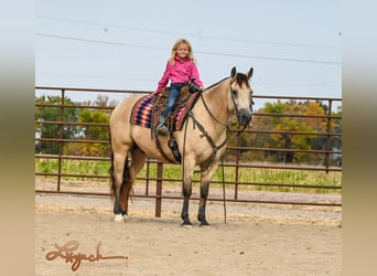 American Quarter Horse, Wallach, 7 Jahre, 15 hh, Buckskin