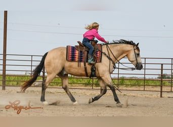 American Quarter Horse, Wallach, 7 Jahre, 15 hh, Buckskin