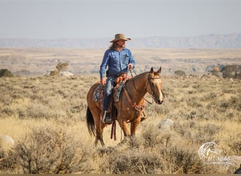 American Quarter Horse, Gelding, 7 years, 15 hh, Buckskin