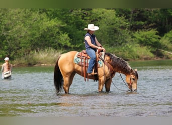 American Quarter Horse, Gelding, 7 years, 15 hh, Buckskin