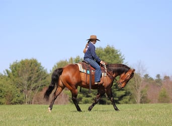 American Quarter Horse, Gelding, 7 years, 15 hh, Buckskin