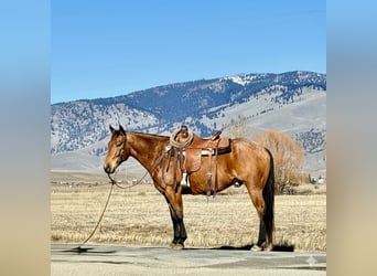American Quarter Horse, Gelding, 7 years, 15 hh, Buckskin