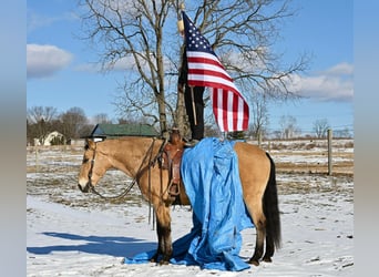 American Quarter Horse Mix, Gelding, 7 years, 15 hh, Buckskin