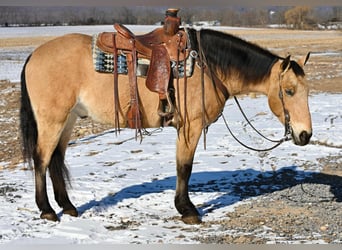 American Quarter Horse Mix, Gelding, 7 years, 15 hh, Buckskin