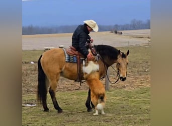 American Quarter Horse Mix, Gelding, 7 years, 15 hh, Buckskin