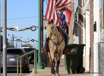 American Quarter Horse, Gelding, 7 years, 15 hh, Buckskin