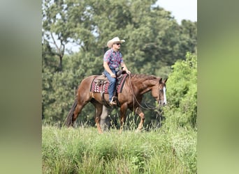 American Quarter Horse, Gelding, 7 years, 15 hh, Chestnut