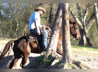 American Quarter Horse, Gelding, 7 years, 15 hh, Chestnut