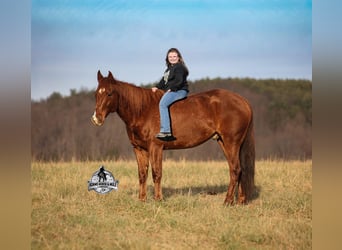 American Quarter Horse, Gelding, 7 years, 15 hh, Chestnut