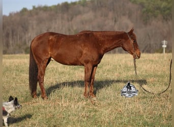American Quarter Horse, Gelding, 7 years, 15 hh, Chestnut