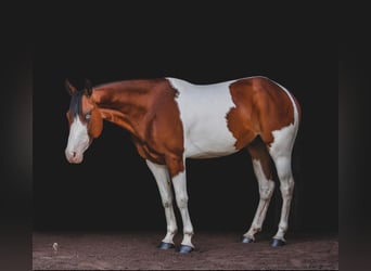 American Quarter Horse, Gelding, 7 years, 15 hh, Chestnut