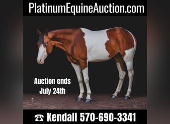 American Quarter Horse, Gelding, 7 years, 15 hh, Chestnut