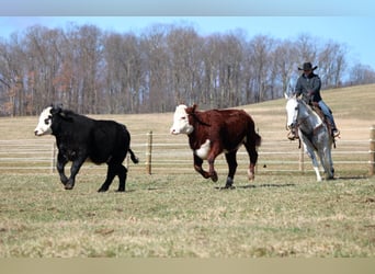 American Quarter Horse, Gelding, 7 years, 15 hh