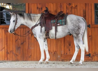 American Quarter Horse, Gelding, 7 years, 15 hh