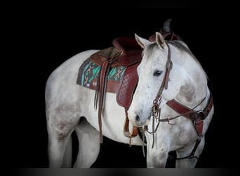 American Quarter Horse, Gelding, 7 years, 15 hh