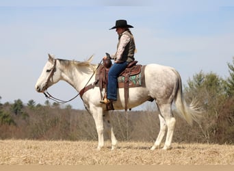 American Quarter Horse, Gelding, 7 years, 15 hh