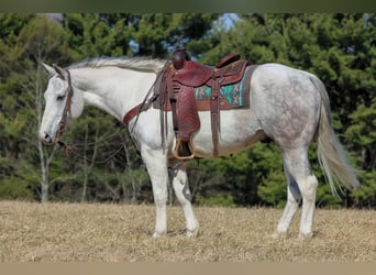 American Quarter Horse, Gelding, 7 years, 15 hh