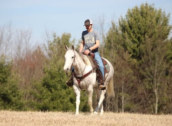 American Quarter Horse, Gelding, 7 years, 15 hh