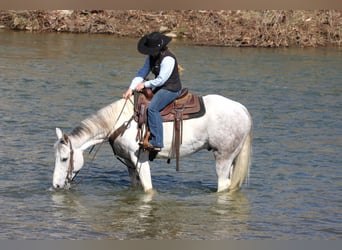 American Quarter Horse, Gelding, 7 years, 15 hh