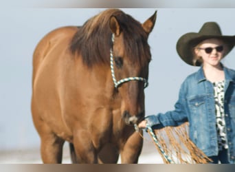 American Quarter Horse, Gelding, 7 years, 15 hh, Dun