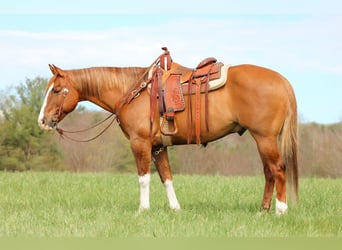 American Quarter Horse, Gelding, 7 years, 15 hh, Dun