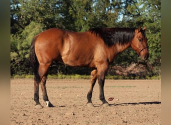 American Quarter Horse, Gelding, 7 years, 15 hh, Dun