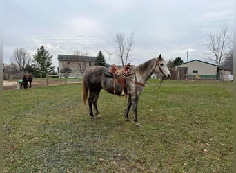 American Quarter Horse, Gelding, 7 years, 15 hh, Gray-Dapple