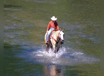 American Quarter Horse, Gelding, 7 years, 15 hh, Gray-Red-Tan