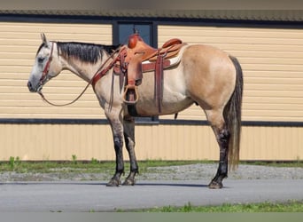 American Quarter Horse, Gelding, 7 years, 15 hh, Gray-Red-Tan