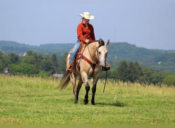 American Quarter Horse, Gelding, 7 years, 15 hh, Gray-Red-Tan