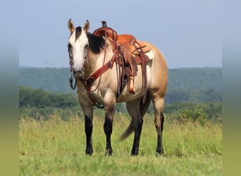 American Quarter Horse, Gelding, 7 years, 15 hh, Gray-Red-Tan
