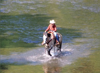 American Quarter Horse, Gelding, 7 years, 15 hh, Gray-Red-Tan