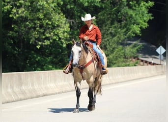 American Quarter Horse, Gelding, 7 years, 15 hh, Gray-Red-Tan