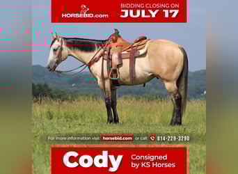 American Quarter Horse, Gelding, 7 years, 15 hh, Gray-Red-Tan