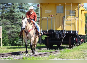 American Quarter Horse, Gelding, 7 years, 15 hh, Gray-Red-Tan