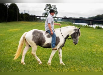 American Quarter Horse, Gelding, 7 years, 15 hh, Gray